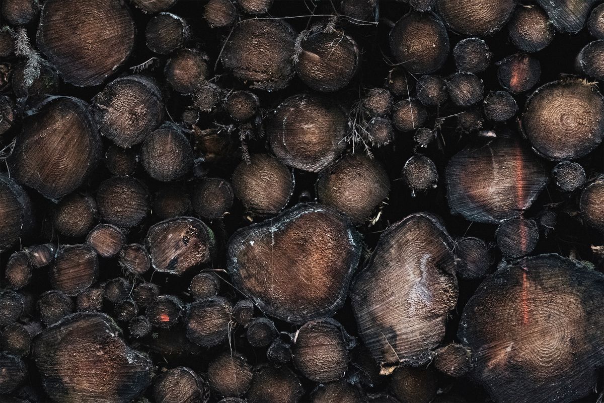 Stacked wood logs ready for processing