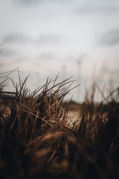 Free A dramatic close-up of grass with a cloudy sky in the background, offering a moody natural scene. Stock Photo