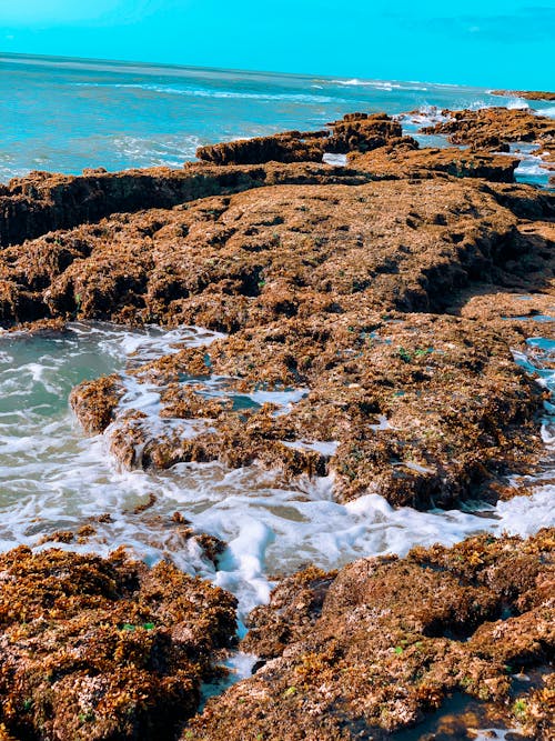 Foto profissional grátis de beleza na natureza, corais, coral