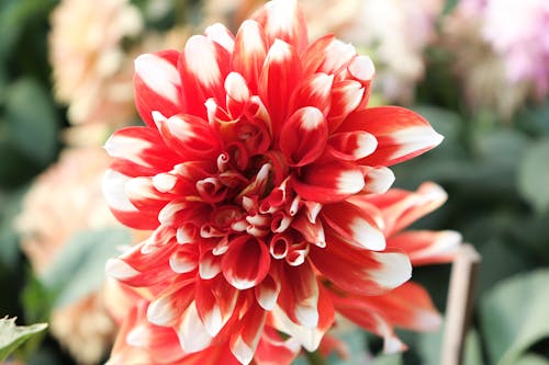 Macro Photography of a Blooming Red Flower