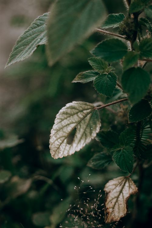 Free Close-up of green leaves with a singular light-colored leaf, showcasing natural growth. Stock Photo