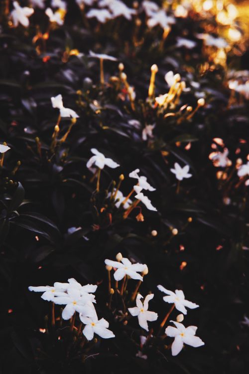 Free Serene photo of white jasmine flowers blooming in a garden, captured with a mobile camera. Stock Photo