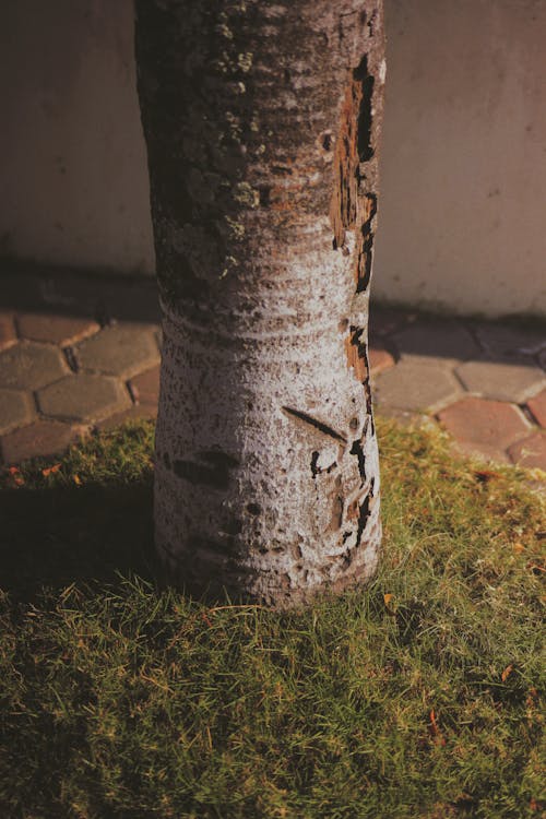 Brown Tree Trunk on Green Grass