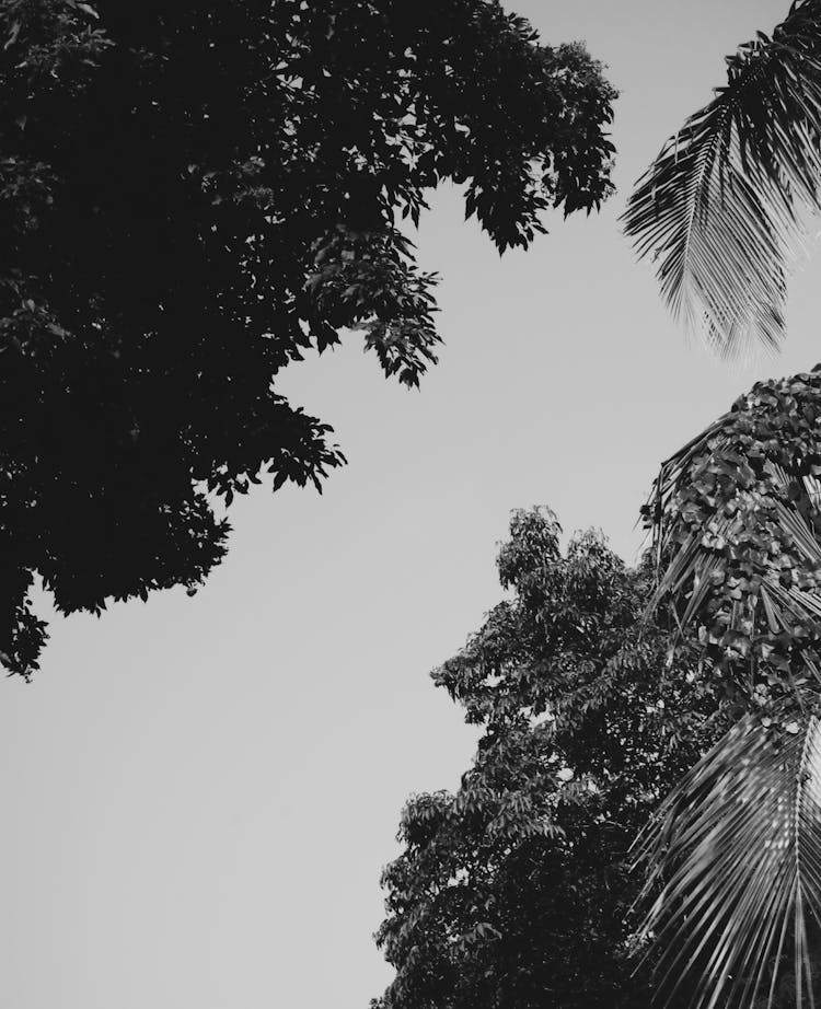 Black And White Photo Of Treetops