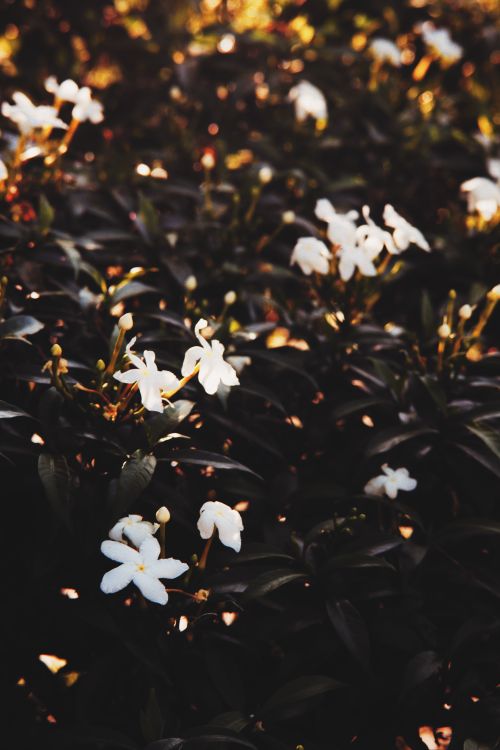 Free Captivating close-up of white jasmine flowers blooming amidst dark green leaves in a serene garden. Stock Photo