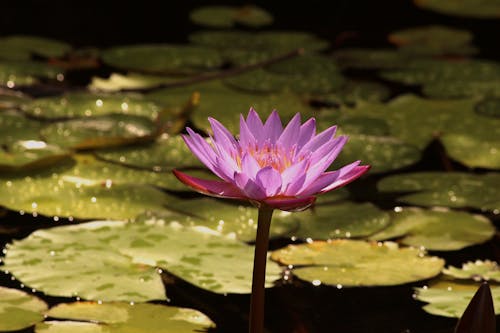 Selective Focus Photo of a Purple Lotus Flower