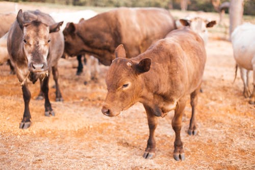Free Close-Up Photo of Cows on a Farm Stock Photo