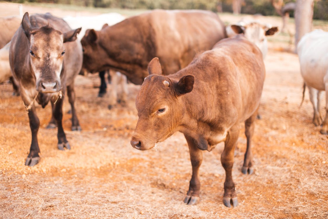 Close-Up Photo of Cows on a Farm