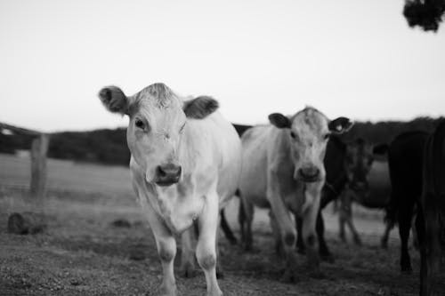 Monochrome Photo of Cows 