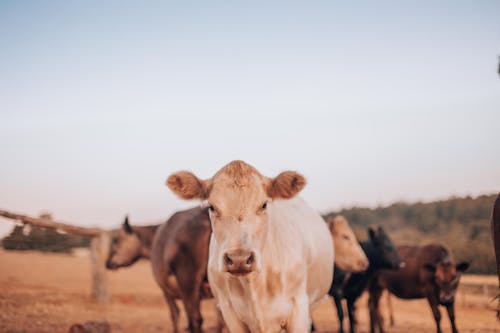 Photograph of a White Cow