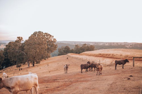 Darmowe zdjęcie z galerii z cattles, gospodarstwo, krowy