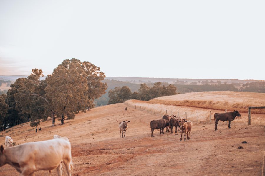 Ganado al atardecer en la granja