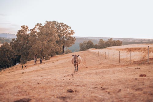 Foto d'estoc gratuïta de animal, arbres, camp marró