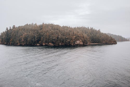 Aerial Shot of a Lake Beside the Tree