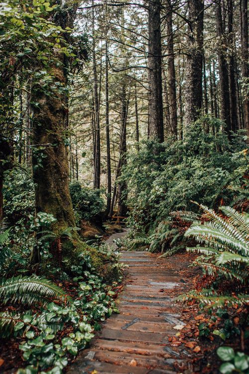 Free Explore a tranquil forest with a serene pathway surrounded by lush trees and ferns. Stock Photo