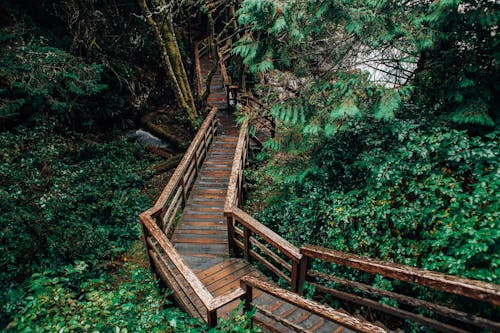 Wooden Trail Leading Through a Forest 