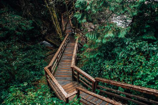 Wooden Trail Leading Through a Forest 