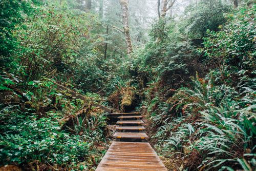 Free Scenic view of a wooden bridge surrounded by dense green forest with vibrant foliage. Stock Photo