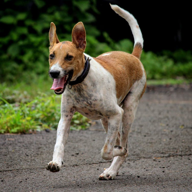 Dog Running On The Street