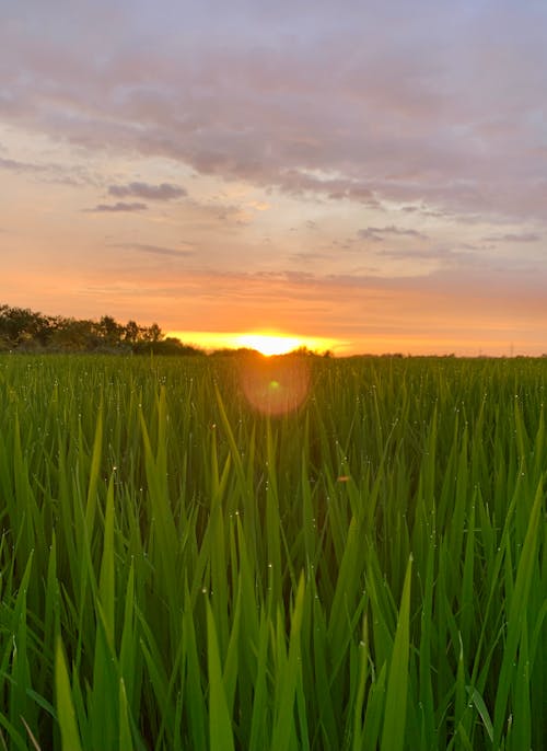 Free stock photo of fields, nature beauty, rice fields