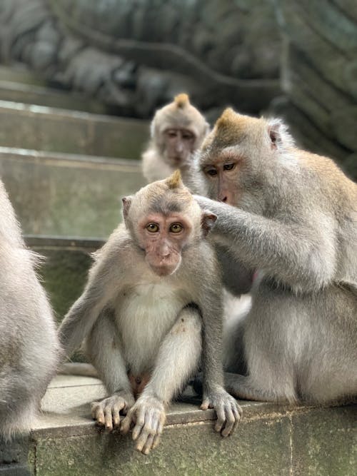 Close-up of Monkeys