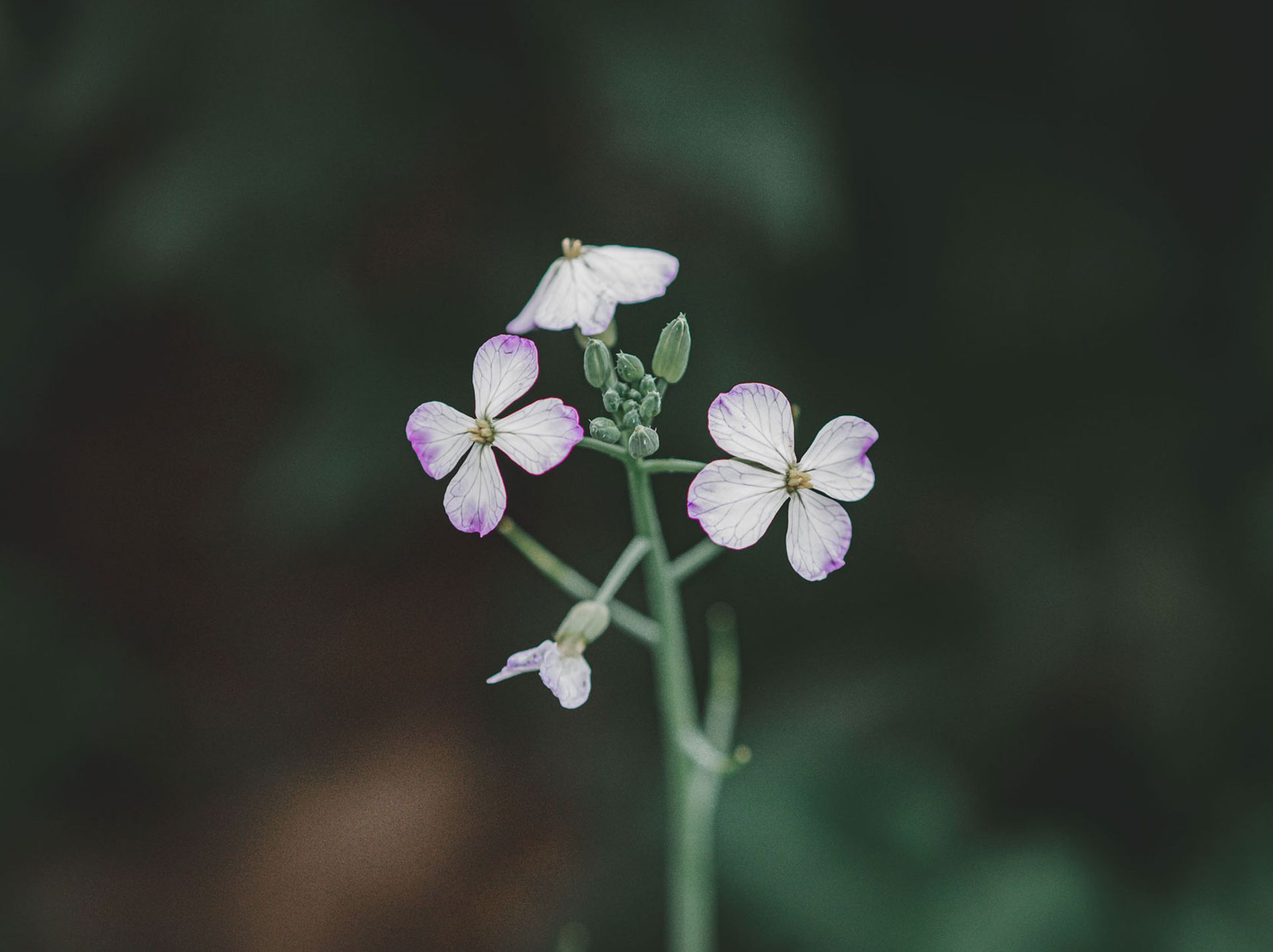 Delicate wildflowers captured in Mongolia with a soft focus background.