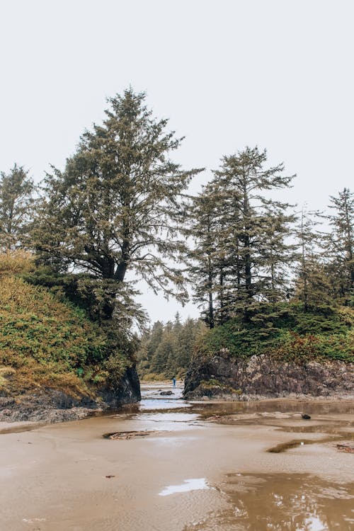 Immagine gratuita di alberi, esterno, fotografia della natura