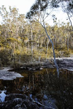 A tranquil forest scene with a reflective pond creating a serene atmosphere.