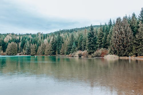 Free A Scenic Shot of a Body of Water near a Dense Forest Stock Photo
