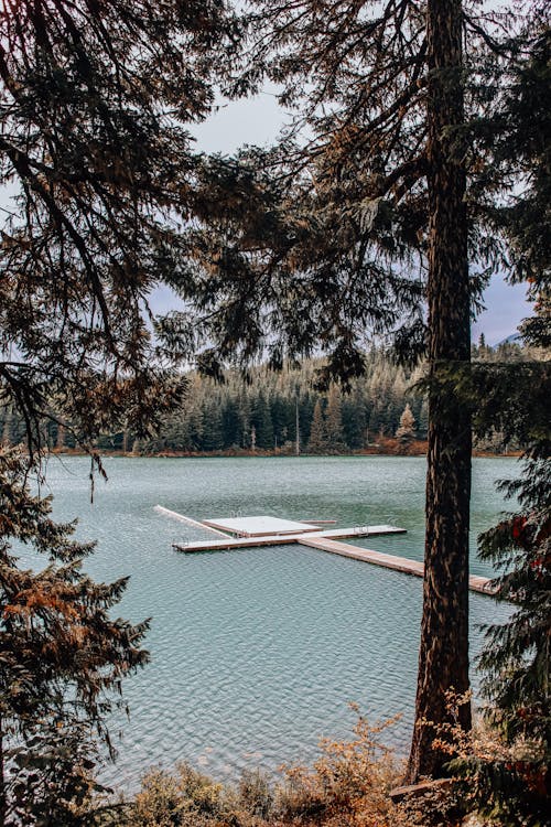 A Dock on a Lake near the Woods
