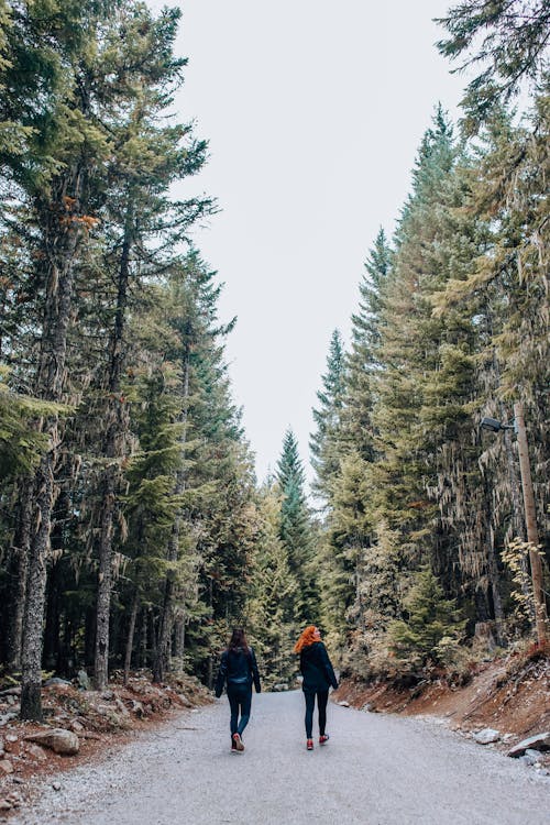 Free Back View of Women Walking in the Woods Stock Photo