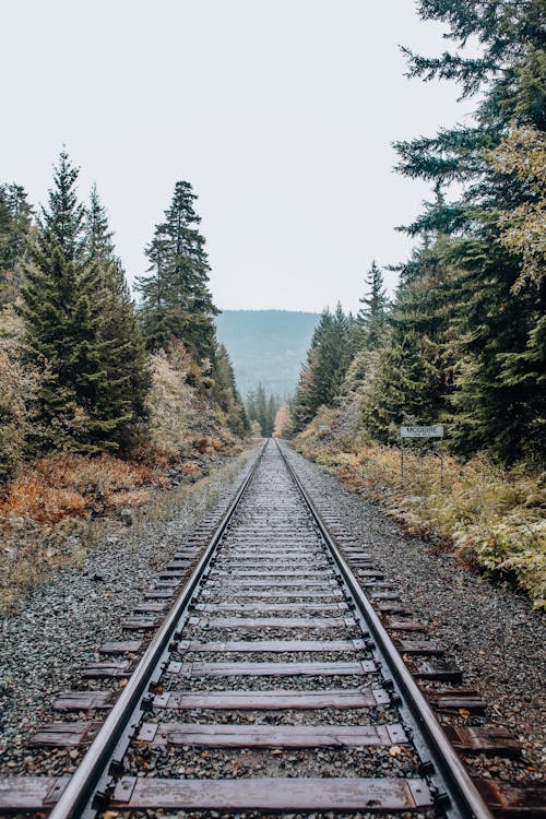 Free A Railroad Track Lined with Trees Stock Photo