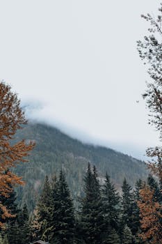 Peaceful mountainside view enveloped in mist, capturing the calm essence of nature.