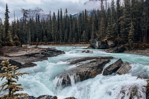 Free A tranquil forest stream with cascading waters and rocky terrain, bordered by tall conifer trees. Stock Photo