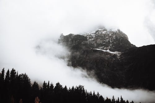 Fog over Forest in Mountains