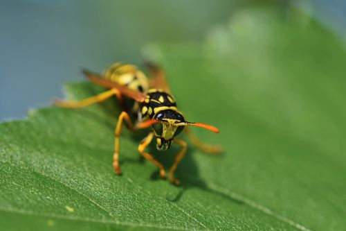 Free Detailed macro photograph of a yellow wasp resting on a vibrant green leaf. Stock Photo