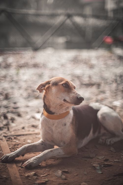 Free stock photo of big dog, garden park, vintage photo Stock Photo