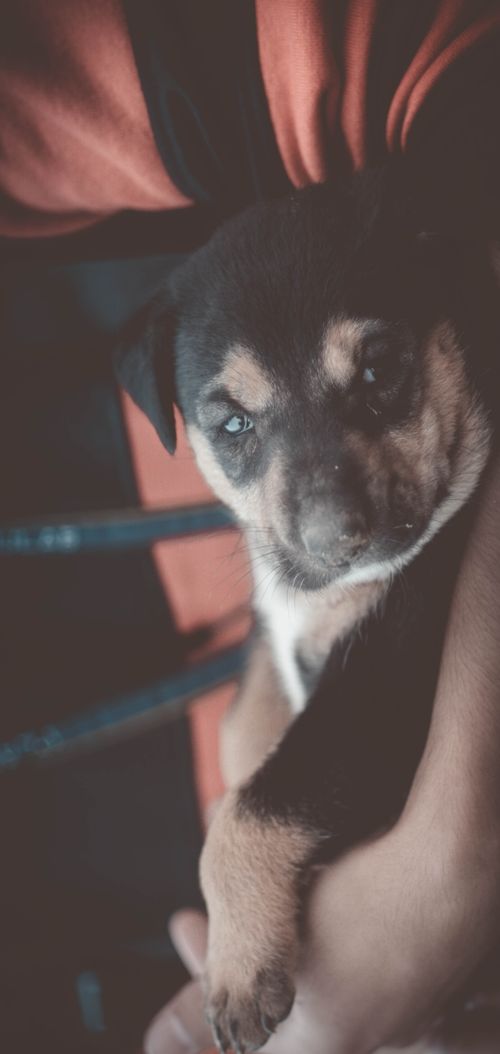 Free stock photo of baby dog Stock Photo
