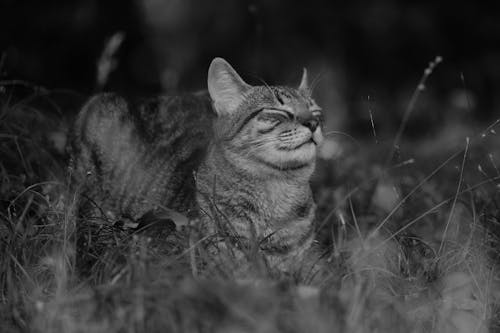 Free Tabby Cat on Grass Stock Photo