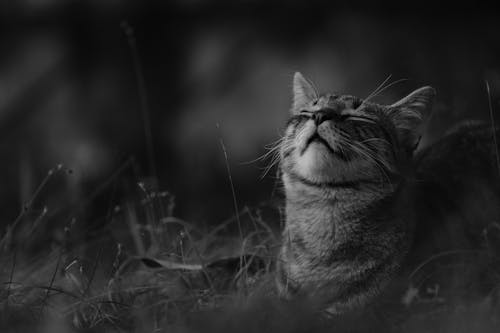 Grayscale Photo of Tabby Cat on Grass