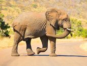 Gray Elephant with Brown Soil Smudged on Skin Walking on Road