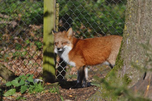 Red Fox on Ground Near Wire Mesh Fence