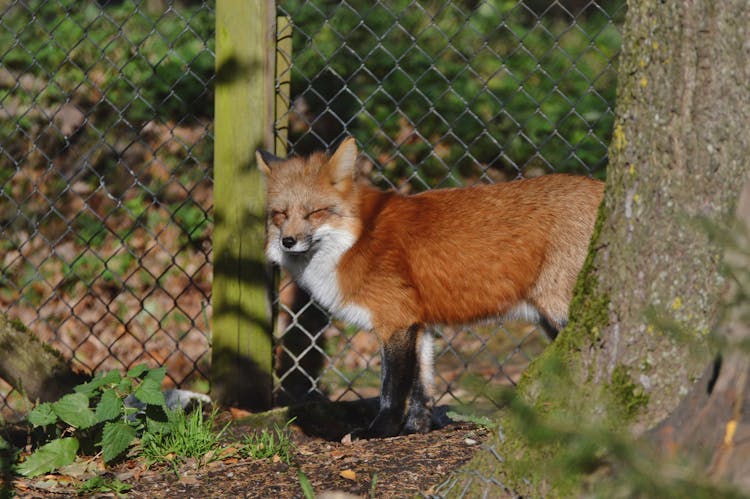 Red Fox On Ground Near Wire Mesh Fence