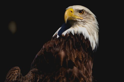 무료 검은색 배경, 깃털, 대머리 독수리의 무료 스톡 사진