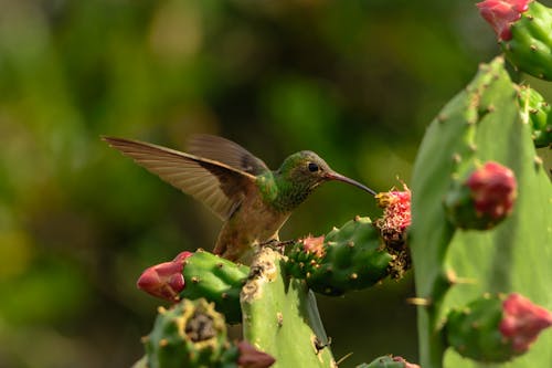 Free Close-Up Shot of a Hummingbird Stock Photo