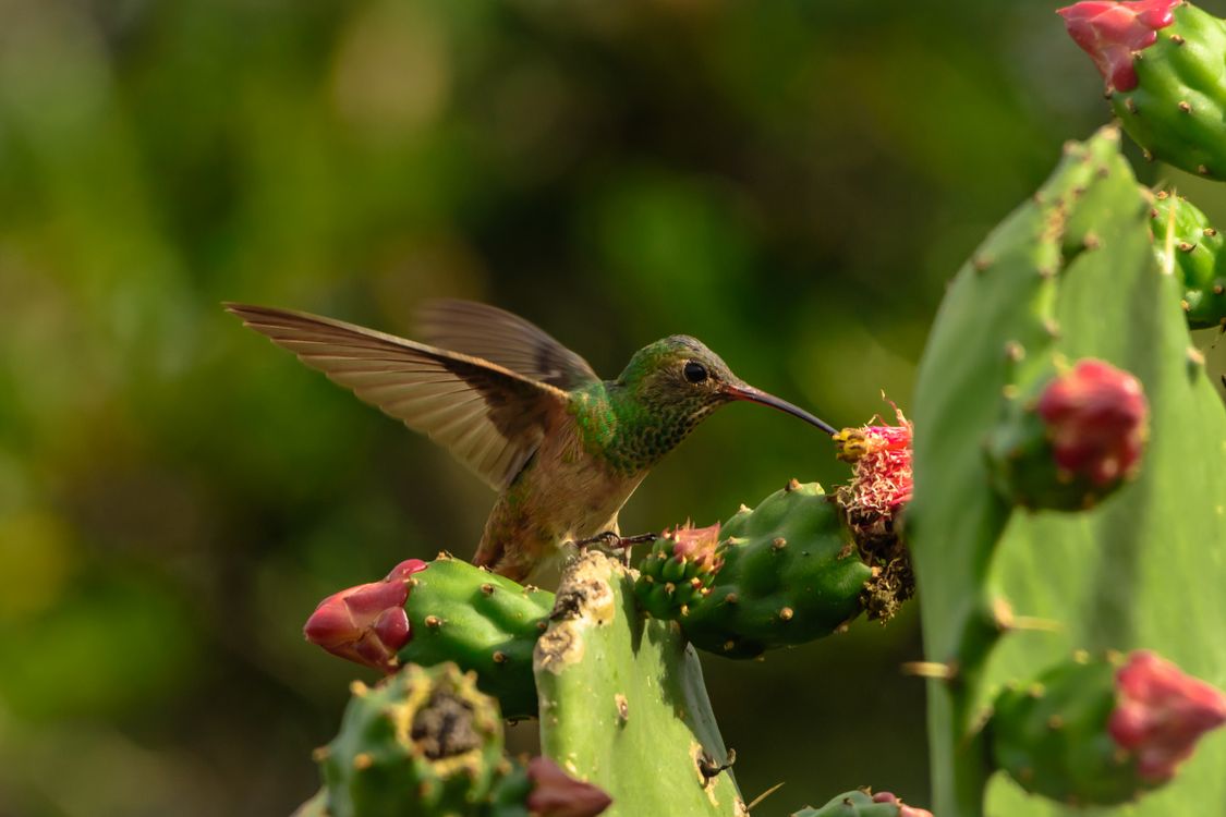 Round Hummingbird Close-Up Shot of a Hummingbird · Free Stock Photo