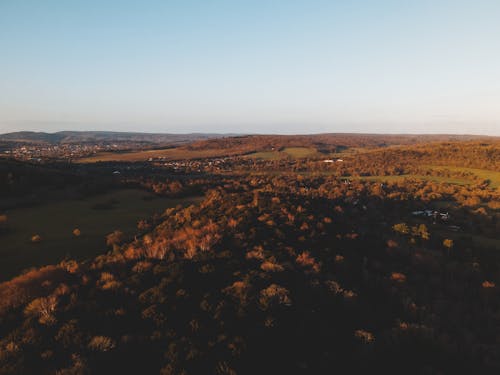 Free Aerial View of Brown Leaf Forest and Horizon Stock Photo