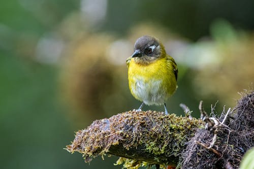 Close-Up Shot of a Yellow Bird