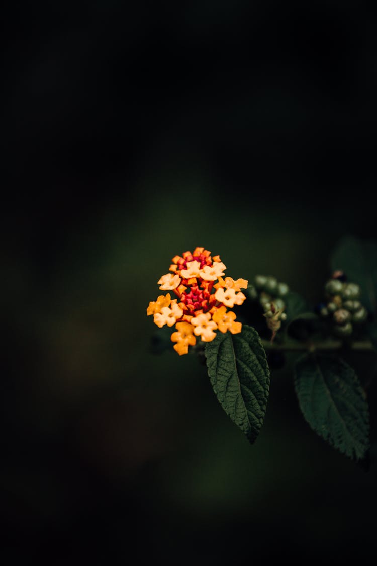 Blooming Lantana With Bright Flowers In Garden