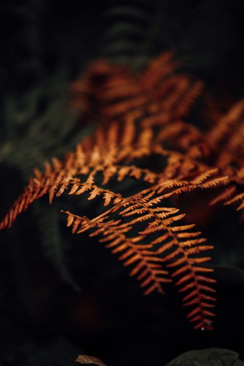 Free Faded plant foliage with pointed edges and wavy stalks growing in woods on blurred background Stock Photo